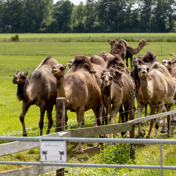 Kamele bei der Kamelenmelkerei Smits