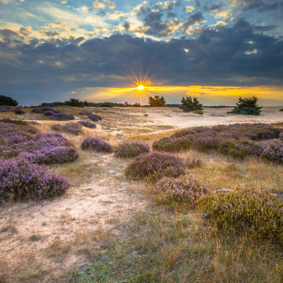 Ontdek de Veluwe en de omgeving