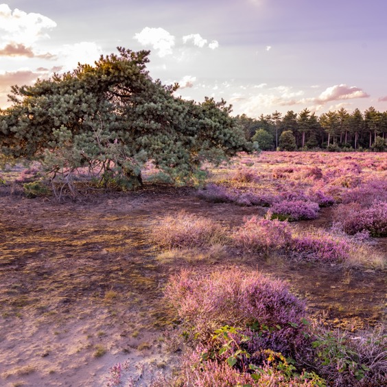 Ontdek mooie fietsroutes in de omgeving