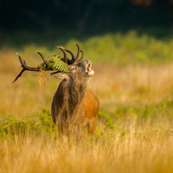 Ontdek de flora en fauna in Nationaal Park De Hoge Veluwe