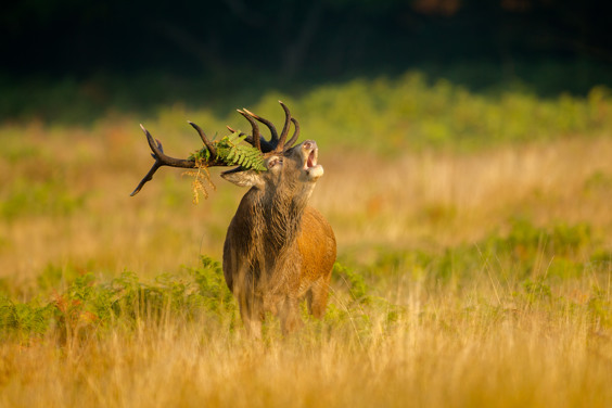 Ontdek de flora en fauna in Nationaal Park De Hoge Veluwe