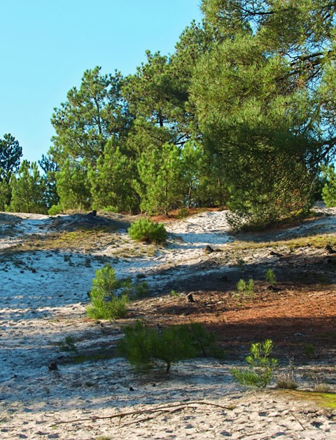 Weite Dünen, weiche Sandstrände und dichte Wälder:
das finden Sie in Nordholland