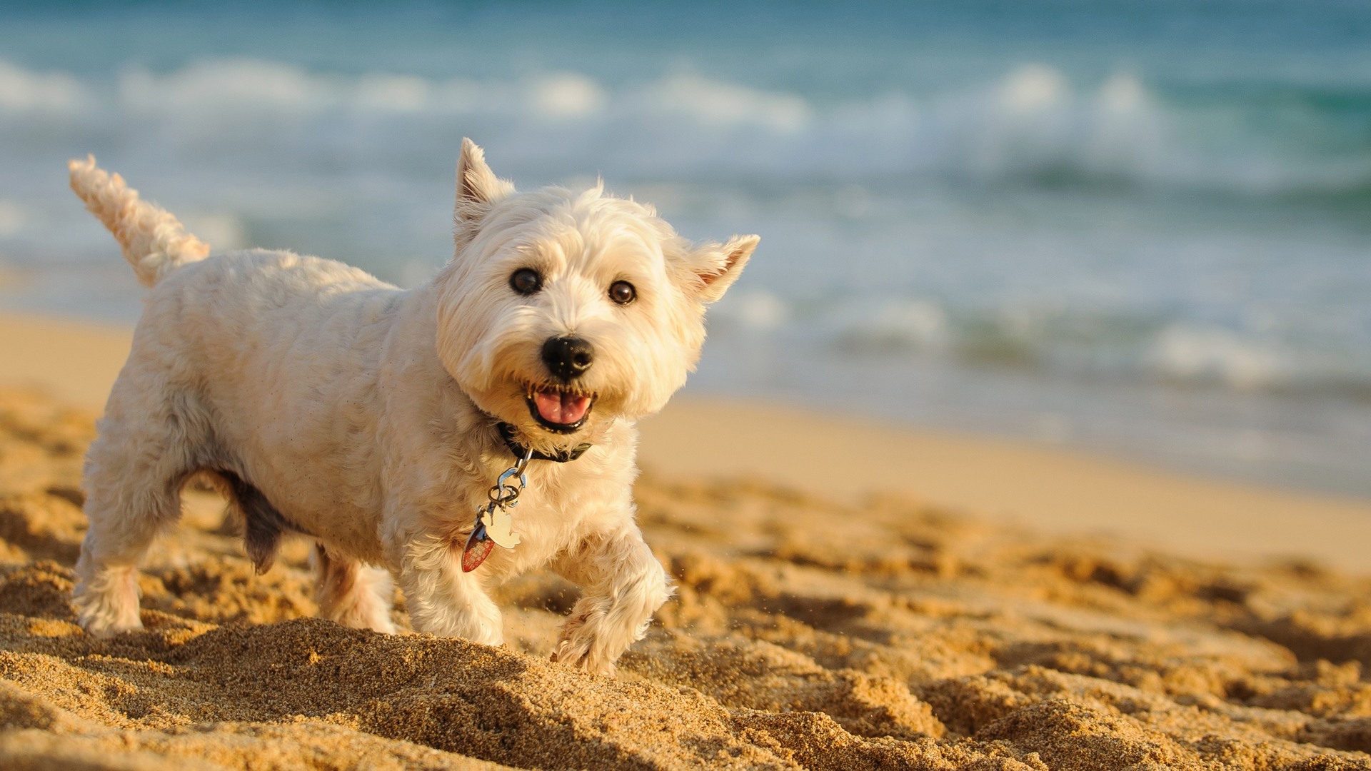 Tip: Dog shower after a visit to the beach