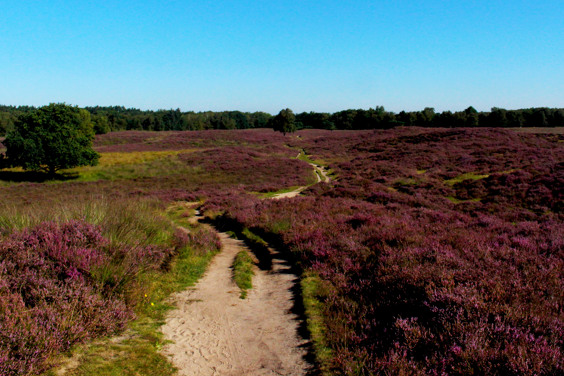 UNESCO Geopark De Hondsrug
