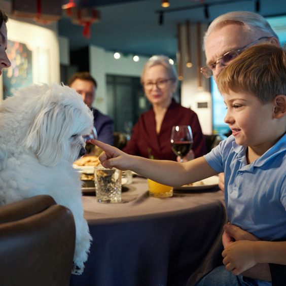 Oud en nieuw vieren met hond tijdens je vakantie