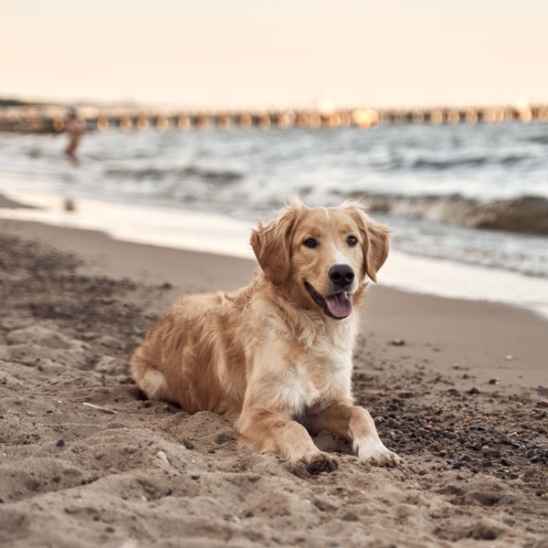 Vakantie met je hond aan zee