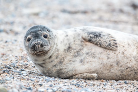 Spot zeehonden aan de Zeeuwse kust tijdens je weekendje Zeeland
