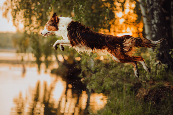 Hundewanderungen in Österreich rund um Obertraun