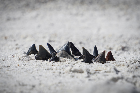Shark teeth search on the beach in Zeeland