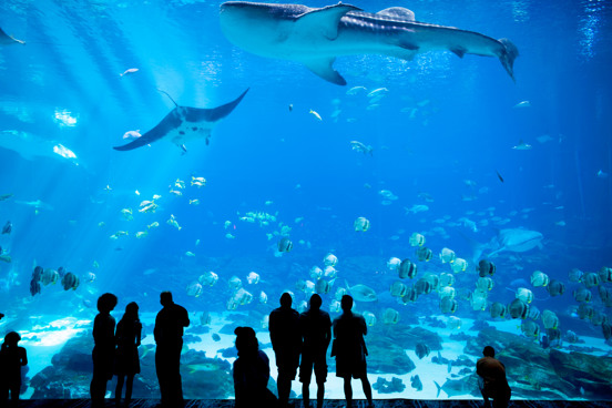 Admirez le monde sous-marin au Sea Life de Blankenberge