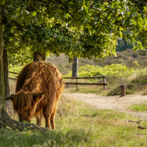 Wandel over de Mookerheide