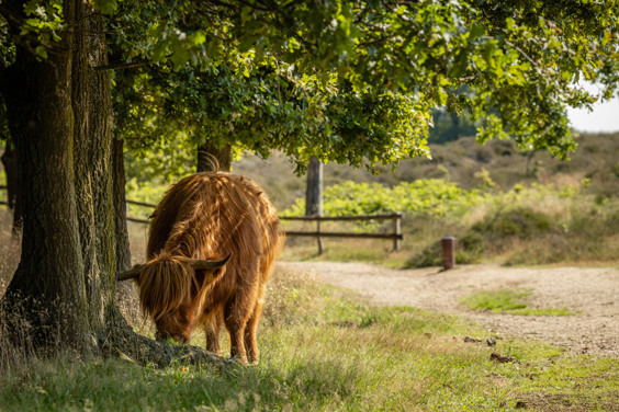 Wandel over de Mookerheide