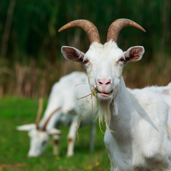 Uitstapje vanaf Summio Parc Port Greve naar de geitenboerderij De Mèkkerstee in Ouddorp