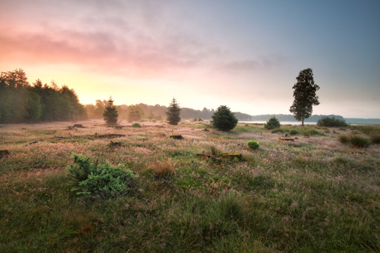 Dwingelderveld in Drenthe