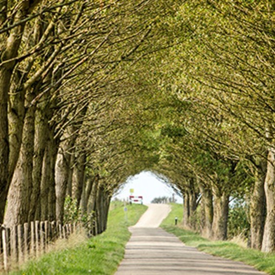 Natur in der Boswachterij Westerschouwen