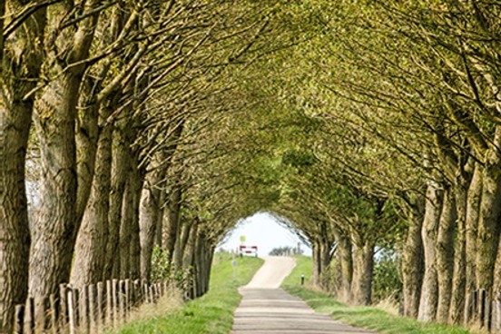 Natuur bij Boswachterij Westerschouwen