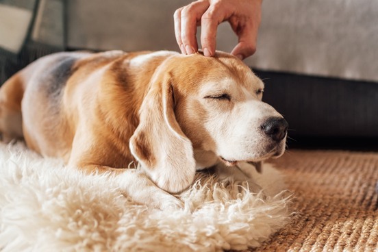 Hund schläft in einem Ferienhaus