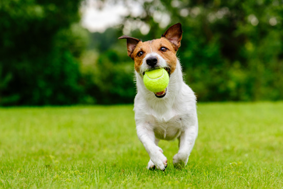 Verblijf met je hond