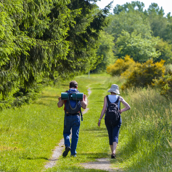 Walking in the surroundings of Summio Eifelpark Kronenburg Lake