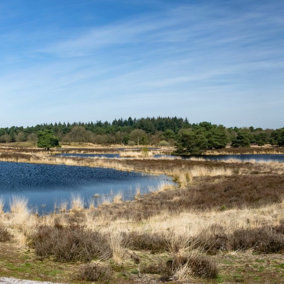 Ontdek de langste rivierduinengordel in het Nationaal Park De Maasduinen