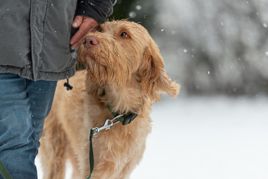 Verblijf op een vuurwerkvrij vakantiepark met je hond