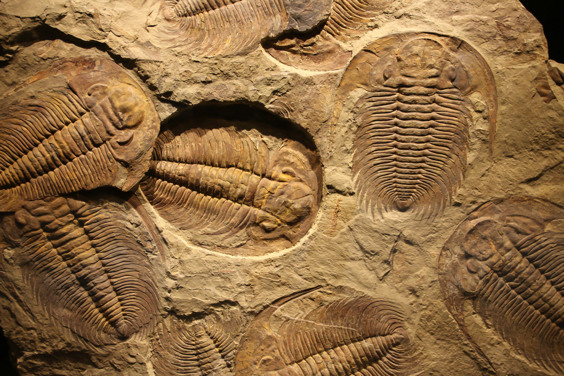 Duik in de bijzondere wereld van cultuur en wetenschap bij Museon-Omniversum