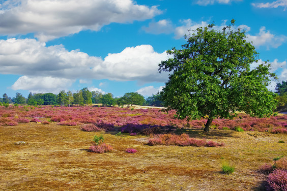 De Loonse en Drunense Duinen