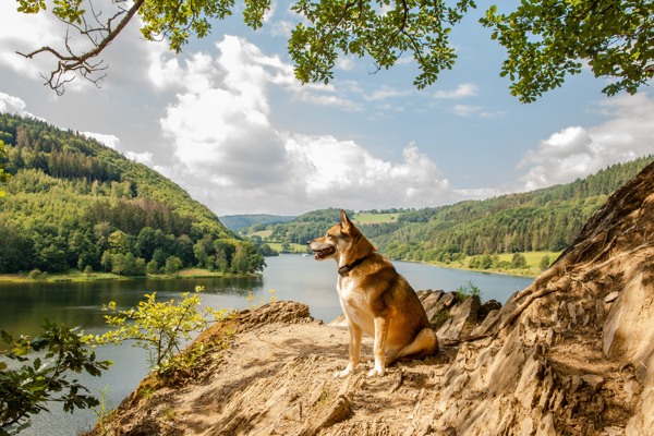 Perros en Dormio Resorts & Hotels
