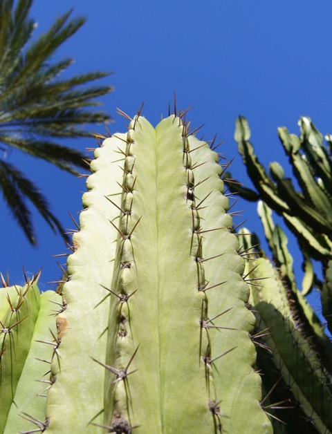 Geniet van de UNESCO-bezienswaardigheden
in palmbomenstad Elche