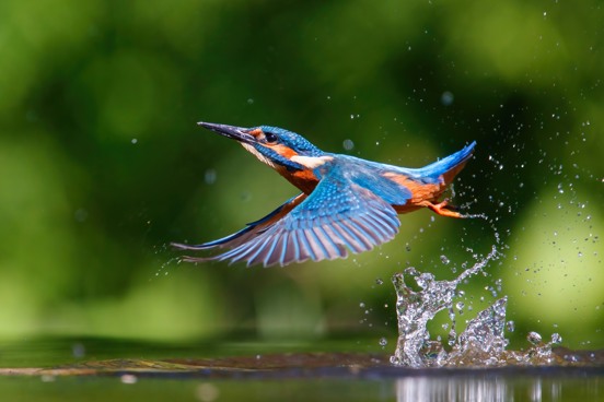 IJsvogel in de unieke omgeving van Diessen-Baarschot vanaf het vakantiepark