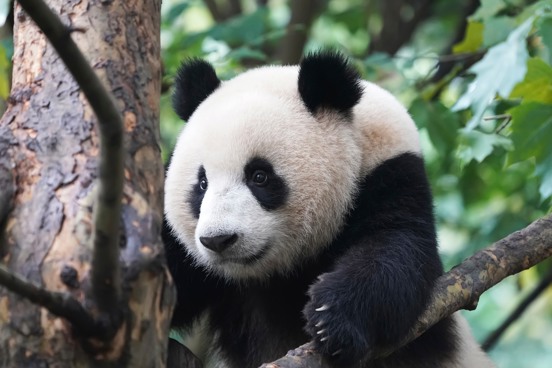 Besuchen Sie einen Zoo während Ihres Aufenthalts bei Summio Parcs
