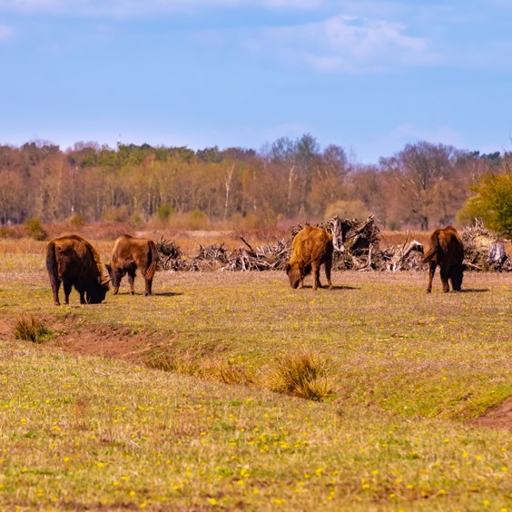 Geniet onderweg van de Brabantse natuur