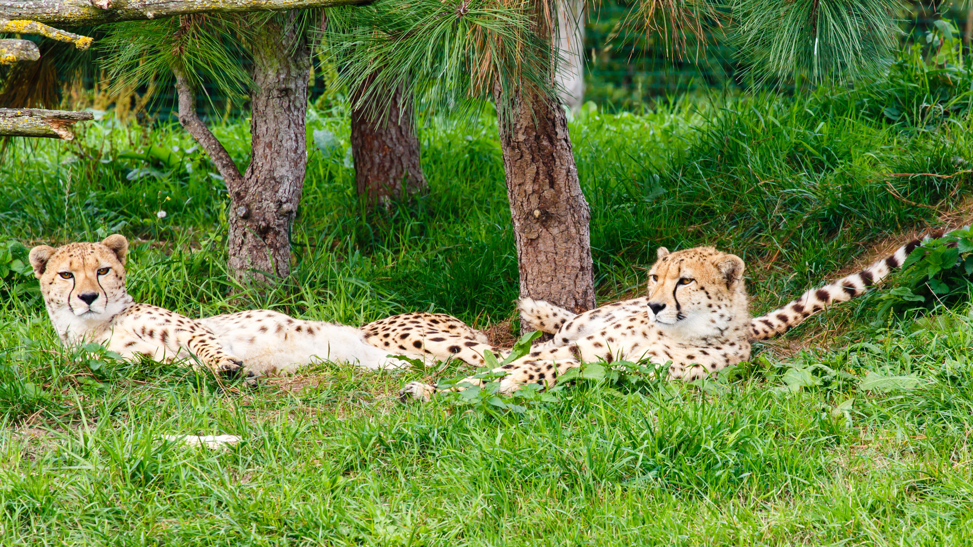 Bewonder bijzondere diersoorten in ZooParc Overloon