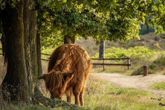 Mookerheid in Plasmolen
