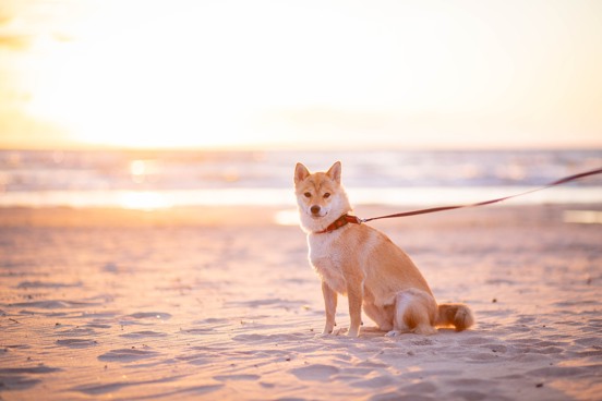 Woman with dog on the beach during their holiday