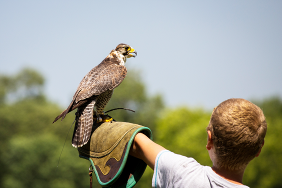 Roofvogels spotten in Valkerij Hellenthal