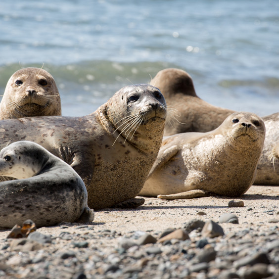 Robbenauffangstation A Seal