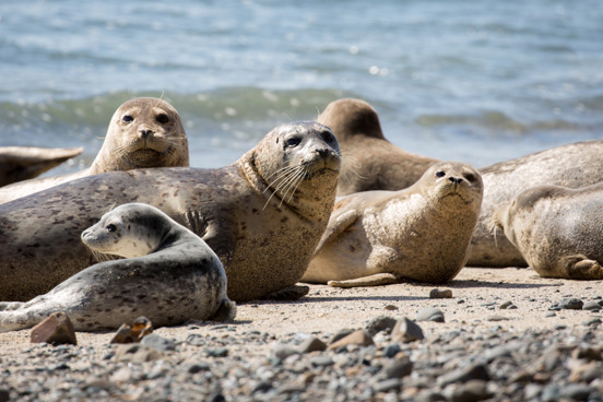 Zeehondenopvang A Seal