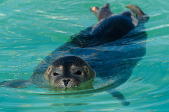 Zeehonden in Lauwersoog