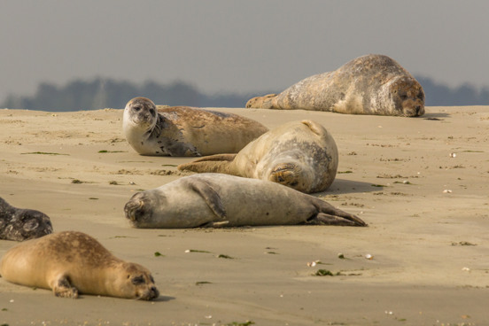 Verken de mooie natuur van Zeeland