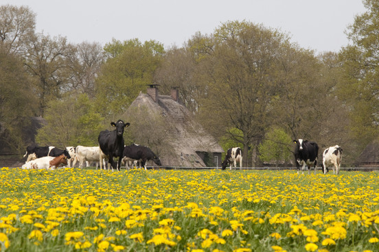 Boerderijen in Orvelte