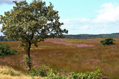 Summio_Parcs_Gelderland_Omgeving_De_Hoge_Veluwe_004.jpg