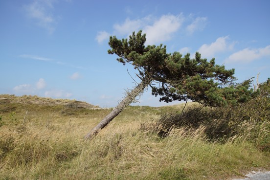 Bezoek het Zwanenwater Natuurreservaat