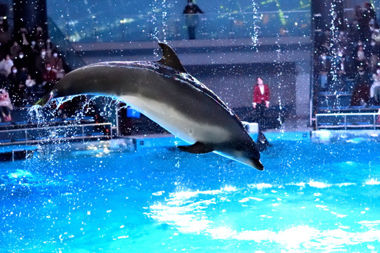 Bewundern Sie die Delfine im Dolfinarium in Harderwijk