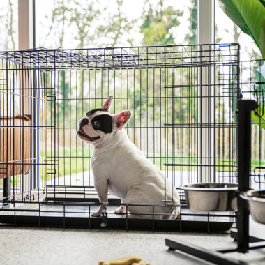 Pet-friendly holiday homes
