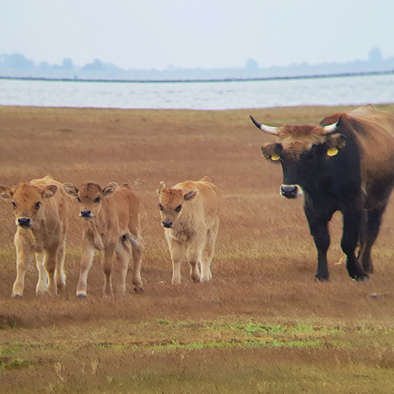 Dieren spotten in de omgeving van Zeedijk