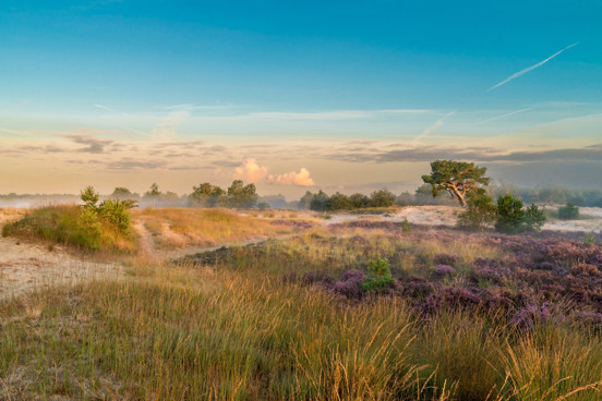 De natuur vanaf een vakantiepark in Brabant