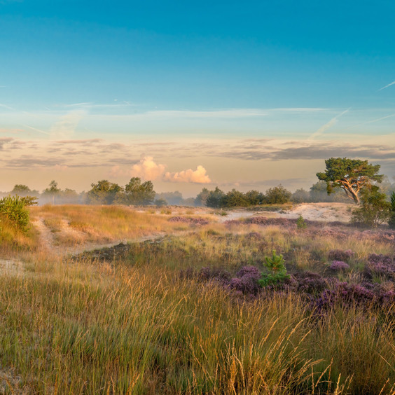 Urlaub in der Natur bei den Dünen von Loonse und Drunense