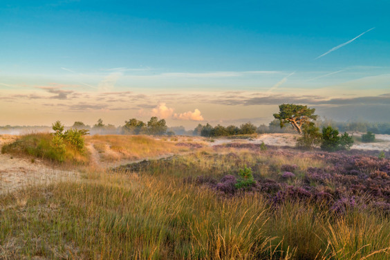 Urlaub in der Natur bei den Dünen von Loonse und Drunense