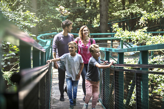 Wandeling langs de boomtoppen bij het Boomkroonpad